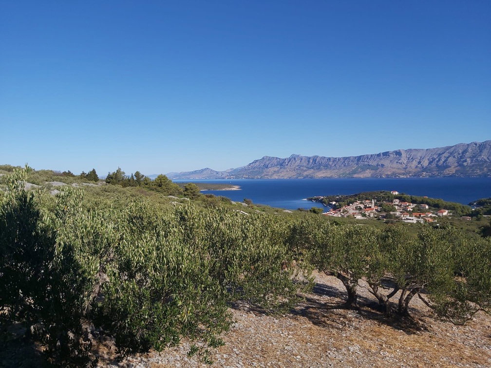Brač, Povlja, zemljište s maslinikom i pogledom na more, 3839 m2